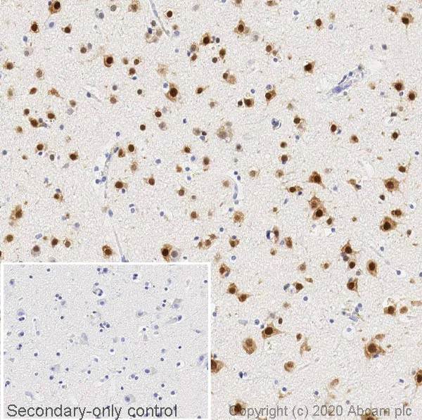 Immunohistochemistry (Formalin/PFA-fixed paraffin-embedded sections) - Anti-NeuN antibody [EPR12763] - Neuronal Marker - Mouse IgG2a (Chimeric) (AB279296)