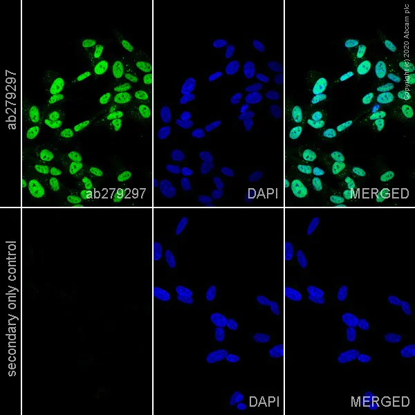 Immunocytochemistry - Anti-NeuN antibody [EPR12763] - Neuronal Marker - Rat IgG2a (Chimeric) (AB279297)