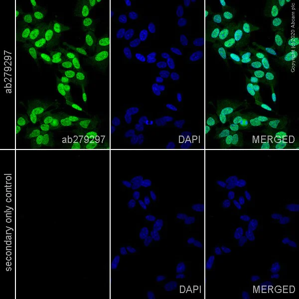 Immunocytochemistry - Anti-NeuN antibody [EPR12763] - Neuronal Marker - Rat IgG2a (Chimeric) (AB279297)