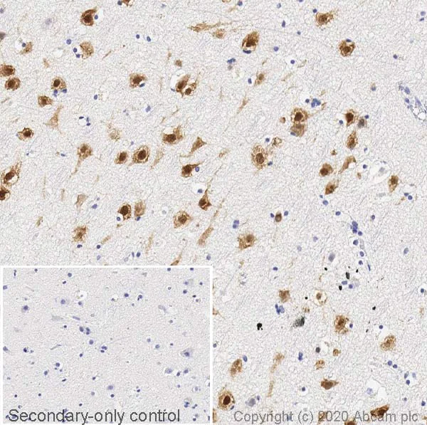 Immunohistochemistry (Formalin/PFA-fixed paraffin-embedded sections) - Anti-NeuN antibody [EPR12763] - Rat IgG2a (Chimeric) - BSA and Azide free (AB279309)