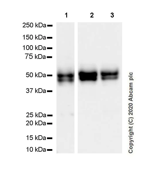 Western blot - Anti-NeuN antibody [EPR12763] - Rat IgG2a (Chimeric) - BSA and Azide free (AB279309)