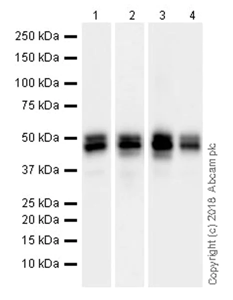 Western blot - Anti-NeuN antibody [EPR21902] (AB236869)