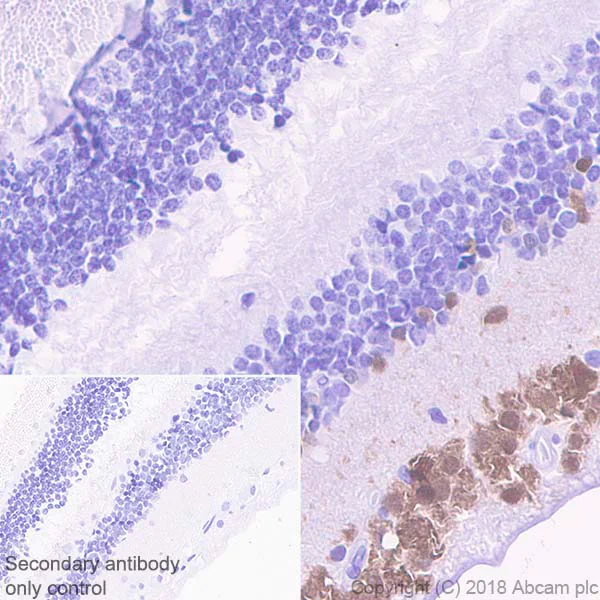 Immunohistochemistry (Formalin/PFA-fixed paraffin-embedded sections) - Anti-NeuN antibody [EPR21902] - BSA and Azide free (AB239345)