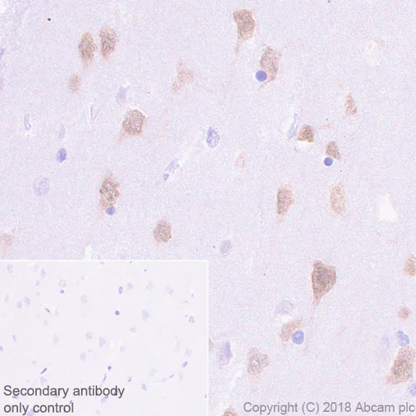 Immunohistochemistry (Formalin/PFA-fixed paraffin-embedded sections) - Anti-NeuN antibody [EPR21902] - BSA and Azide free (AB239345)