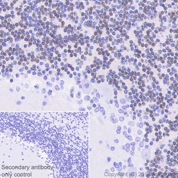 Immunohistochemistry (Formalin/PFA-fixed paraffin-embedded sections) - Anti-NeuN antibody [EPR21902] - BSA and Azide free (AB239345)