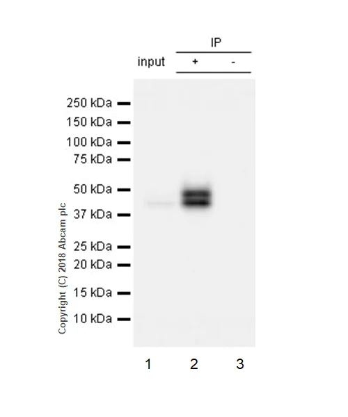 Immunoprecipitation - Anti-NeuN antibody [EPR21902] - BSA and Azide free (AB239345)
