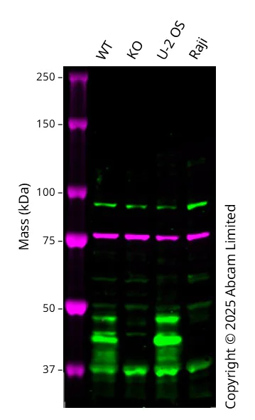 Western blot - Anti-NeuN antibody [EPR21902] - BSA and Azide free (AB239345)