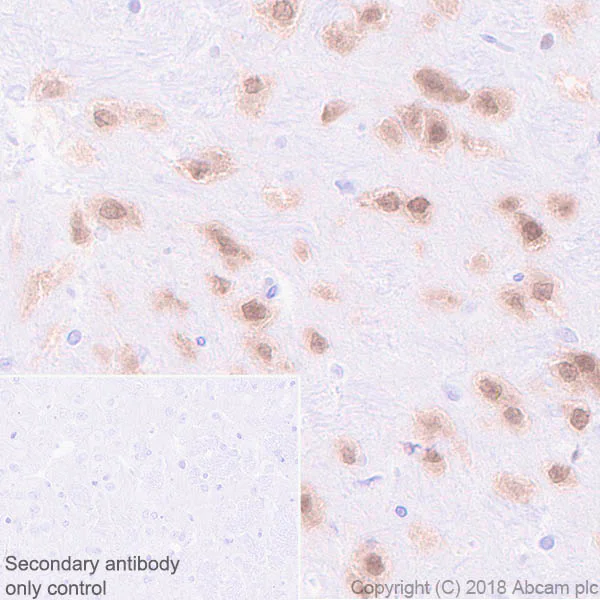 Immunohistochemistry (Formalin/PFA-fixed paraffin-embedded sections) - Anti-NeuN antibody [EPR21906] - BSA and Azide free (AB239347)