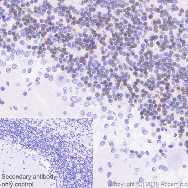 Immunohistochemistry (Formalin/PFA-fixed paraffin-embedded sections) - Anti-NeuN antibody [EPR21906] - BSA and Azide free (AB239347)