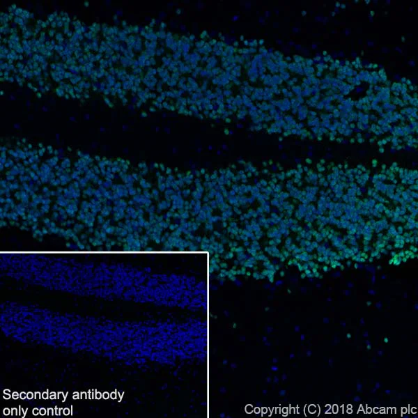 Immunohistochemistry (Frozen sections) - Anti-NeuN antibody [EPR21906] - BSA and Azide free (AB239347)