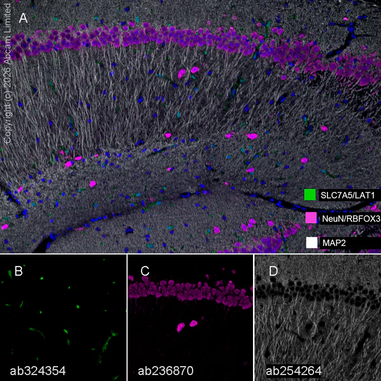 Multiplex immunohistochemistry - Anti-NeuN antibody [EPR21906] - BSA and Azide free (AB239347)