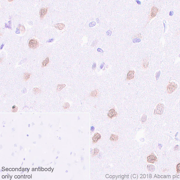 Immunohistochemistry (Formalin/PFA-fixed paraffin-embedded sections) - Anti-NeuN antibody [EPR21906] - Neuronal Marker (AB236870)