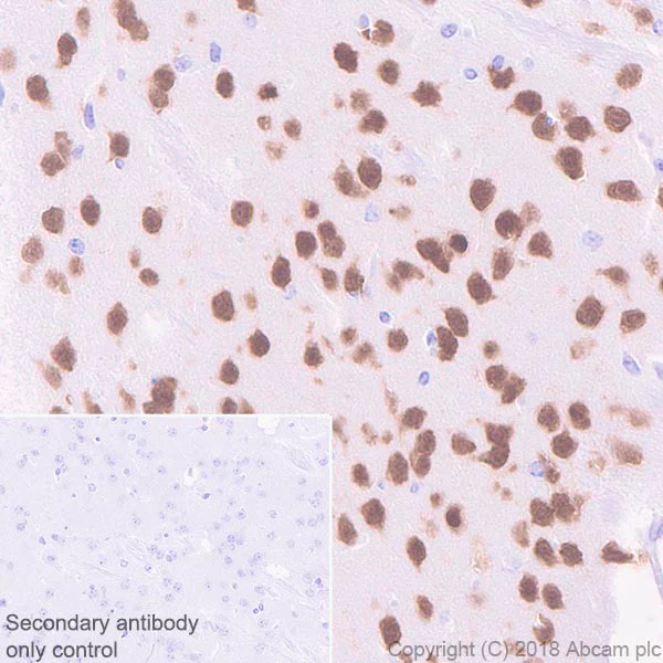 Immunohistochemistry (Formalin/PFA-fixed paraffin-embedded sections) - Anti-NeuN antibody [EPR21906] - Neuronal Marker (AB236870)