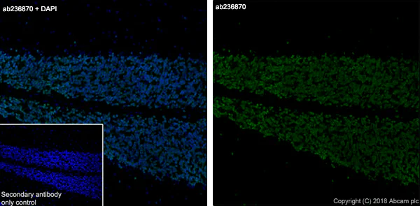 Immunohistochemistry (Frozen sections) - Anti-NeuN antibody [EPR21906] - Neuronal Marker (AB236870)