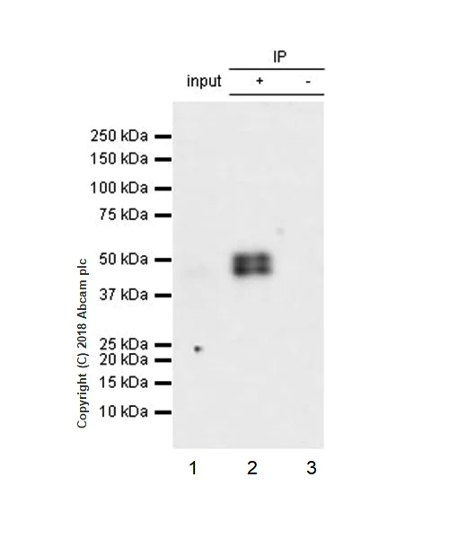 Immunoprecipitation - Anti-NeuN antibody [EPR21906] - Neuronal Marker (AB236870)