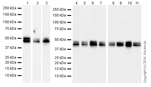 Western blot - Anti-NeuN antibody [EPR21906] - Neuronal Marker (AB236870)