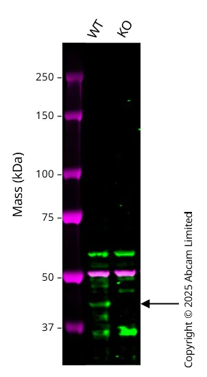 Western blot - Anti-NeuN antibody [EPR21906] - Neuronal Marker (AB236870)