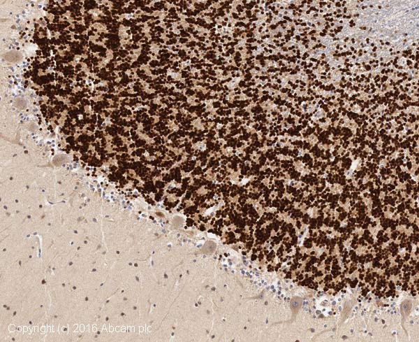 Immunohistochemistry (Formalin/PFA-fixed paraffin-embedded sections) - Anti-NeuN antibody - Neuronal Marker (AB104225), expandable thumbnail