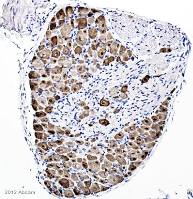 Immunohistochemistry (Formalin/PFA-fixed paraffin-embedded sections) - Anti-NeuN antibody - Neuronal Marker (AB104225)