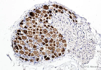 Immunohistochemistry (Formalin/PFA-fixed paraffin-embedded sections) - Anti-NeuN antibody - Neuronal Marker (AB104225)
