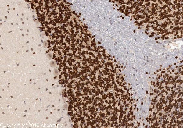 Immunohistochemistry (Formalin/PFA-fixed paraffin-embedded sections) - Anti-NeuN antibody - Neuronal Marker (AB104225)