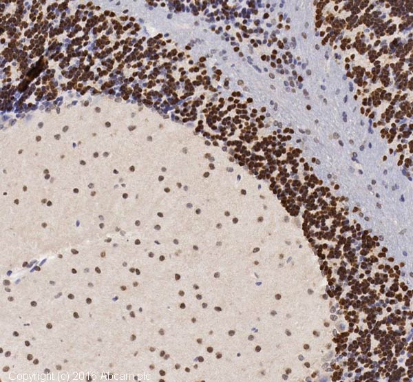 Immunohistochemistry (Formalin/PFA-fixed paraffin-embedded sections) - Anti-NeuN antibody - Neuronal Marker (ab104225), expandable thumbnail