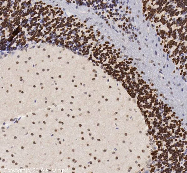Immunohistochemistry (Formalin/PFA-fixed paraffin-embedded sections) - Anti-NeuN antibody - Neuronal Marker (AB104225)