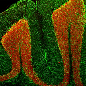 Immunohistochemistry - Free Floating - Anti-NeuN antibody - Neuronal Marker (AB104225), expandable thumbnail