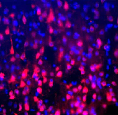 Immunohistochemistry (PFA perfusion fixed frozen sections) - Anti-NeuN antibody - Neuronal Marker (AB104225)