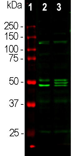 Western blot - Anti-NeuN antibody - Neuronal Marker (AB104225), expandable thumbnail