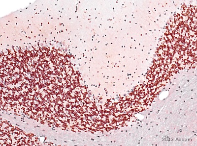 Anti-NeuN antibody - Neuronal Marker