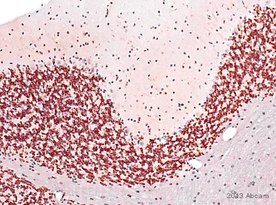 Immunohistochemistry (Formalin/PFA-fixed paraffin-embedded sections) - Anti-NeuN antibody - Neuronal Marker (AB128886)