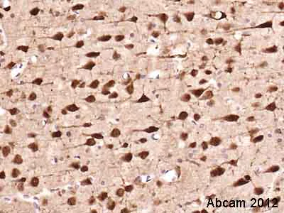 Immunohistochemistry (Formalin/PFA-fixed paraffin-embedded sections) - Anti-NeuN antibody - Neuronal Marker (AB128886)