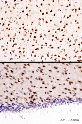 Immunohistochemistry (Formalin/PFA-fixed paraffin-embedded sections) - Anti-NeuN antibody - Neuronal Marker (AB128886)