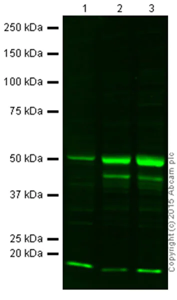 Western blot - Anti-NeuN antibody - Neuronal Marker (AB128886)