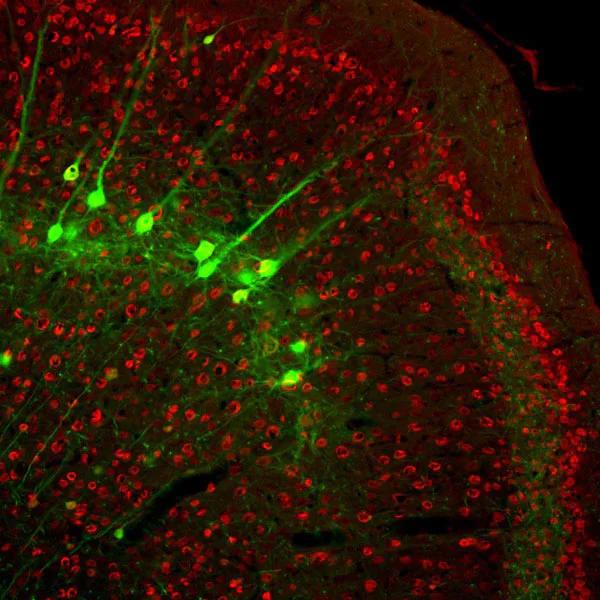 Immunohistochemistry (Formalin/PFA-fixed paraffin-embedded sections) - Anti-NeuN antibody - Neuronal Marker (AB134014)