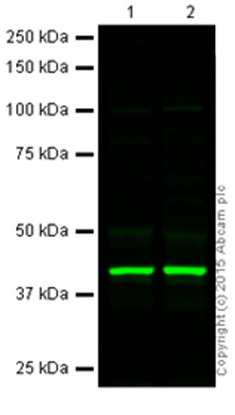 Western blot - Anti-NeuN antibody - Neuronal Marker (AB134014), expandable thumbnail