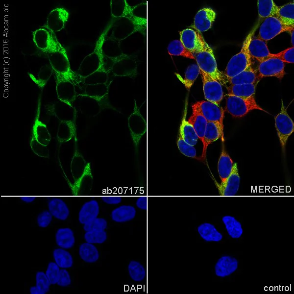 Immunocytochemistry/ Immunofluorescence - Neural Progenitor Cell Marker (CXCR4, Nestin, PDGFR, SOX2, Vimentin, Doublecortin) Antibody Panel (AB263461)