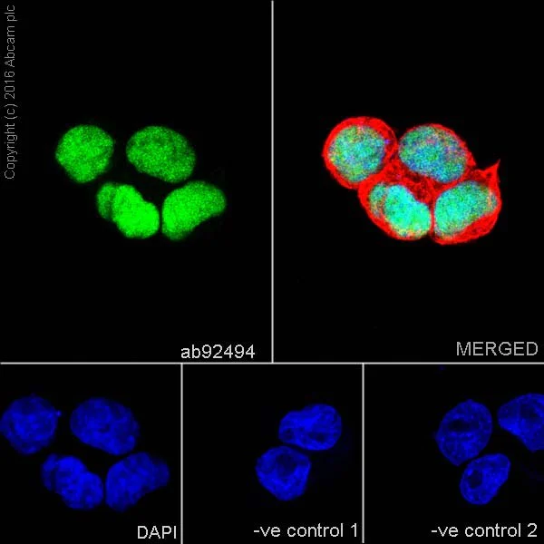 Immunocytochemistry/ Immunofluorescence - Neural Progenitor Cell Marker (CXCR4, Nestin, PDGFR, SOX2, Vimentin, Doublecortin) Antibody Panel (AB263461)