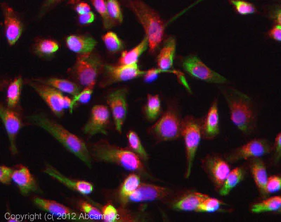 Immunocytochemistry/ Immunofluorescence - Neural Progenitor Cell Marker (CXCR4, Nestin, PDGFR, SOX2, Vimentin, Doublecortin) Antibody Panel (AB263461)