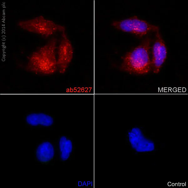 Immunocytochemistry/ Immunofluorescence - Neural Stem Cell Marker (Nestin, SOX2, Occludin, E Cadherin, Hes1, Notch1) Antibody Panel - Human (AB254027)