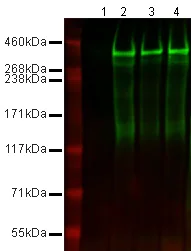 Western blot - Neural Stem Cell Marker (Nestin, SOX2, Occludin, E Cadherin, Hes1, Notch1) Antibody Panel - Mouse (AB254028)