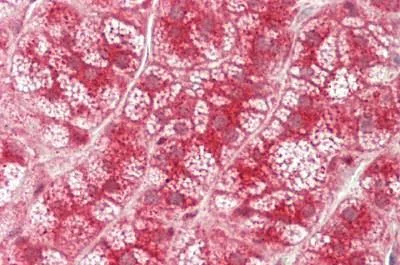 Immunohistochemistry (Formalin/PFA-fixed paraffin-embedded sections) - Anti-Neuraminidase antibody (AB230526)