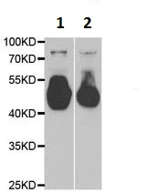 Western blot - Anti-Neuraminidase antibody (AB230526)