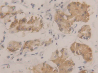 Immunohistochemistry (Formalin/PFA-fixed paraffin-embedded sections) - Anti-Neuraminidase antibody (AB233119)