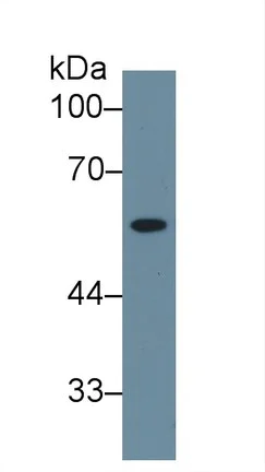 Western blot - Anti-Neuraminidase antibody (AB233119)