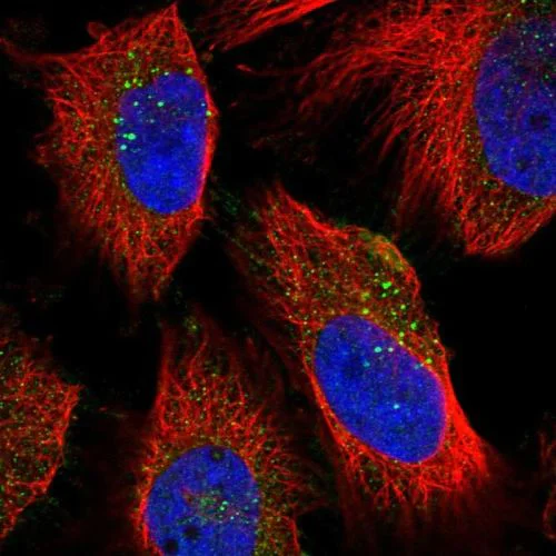 Immunocytochemistry/ Immunofluorescence - Anti-Neuraminidase antibody (AB244386)