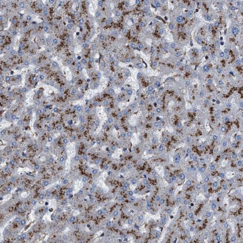 Immunohistochemistry (Formalin/PFA-fixed paraffin-embedded sections) - Anti-Neuraminidase antibody (AB244386)