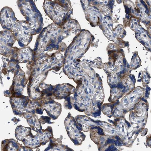 Immunohistochemistry (Formalin/PFA-fixed paraffin-embedded sections) - Anti-Neuraminidase antibody (AB244386)