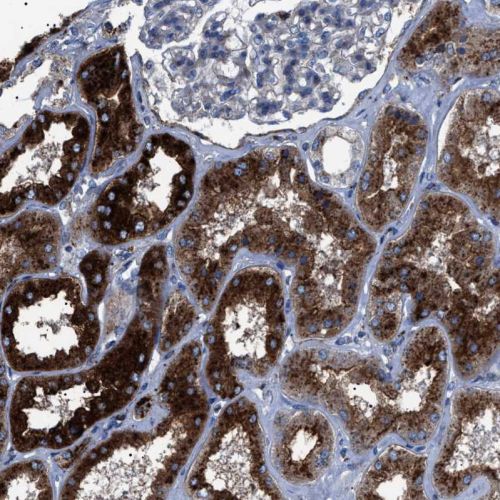 Immunohistochemistry (Formalin/PFA-fixed paraffin-embedded sections) - Anti-Neuraminidase antibody (AB244386)